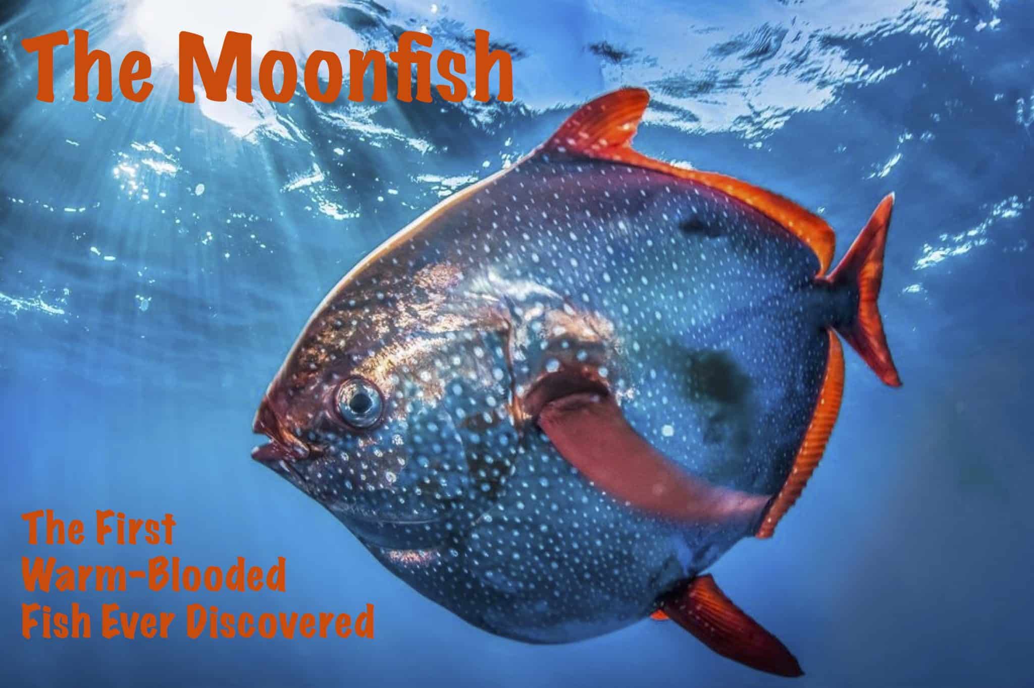 Moonfish Warm Blooded Fish - The Good Human