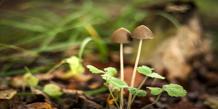 hallucinogen mushroom