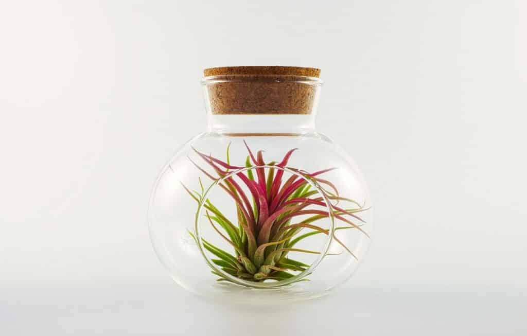 bottle with living plant