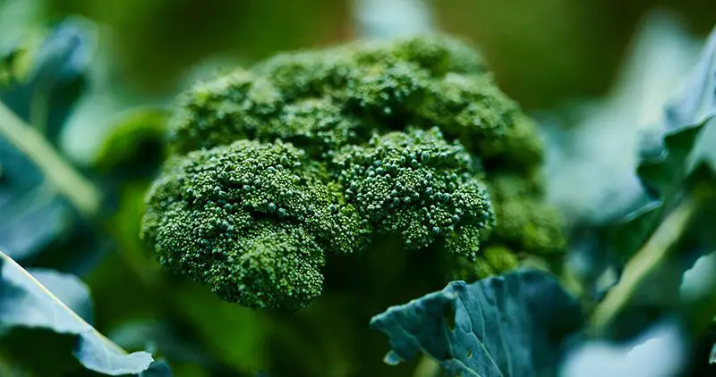 Brocolli