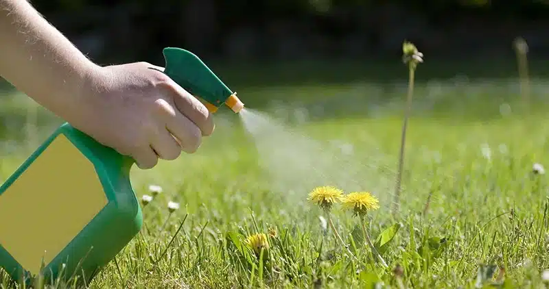 Homemade Weed Killer