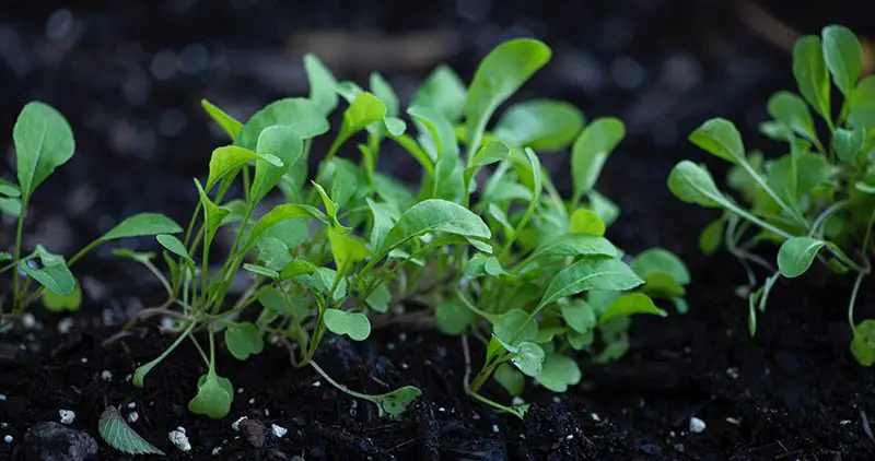 Arugula