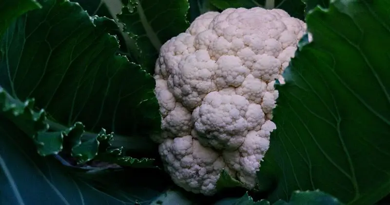 Cauliflower