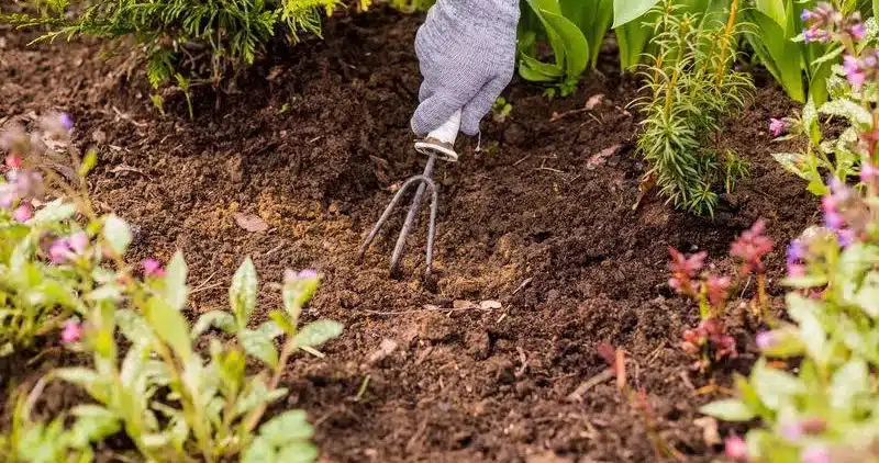 pulling weeds by hand