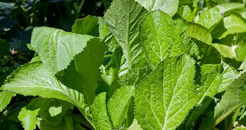 mustard greens