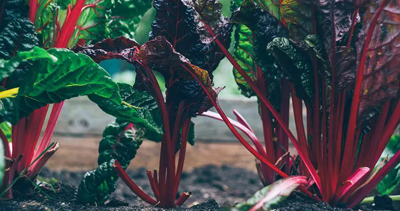 Swiss Chard