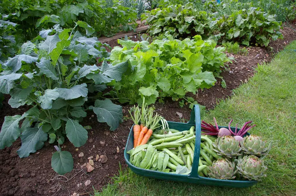 15 Best Vegetables That Grow In Shade