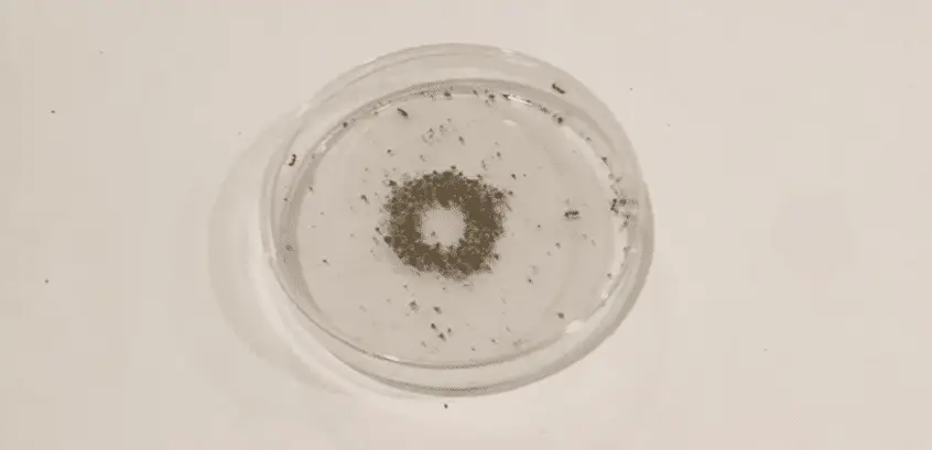 Petri dish full of ants