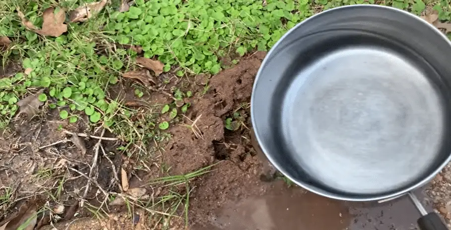 Boiling Water DIY Ant Killer WaltWW 