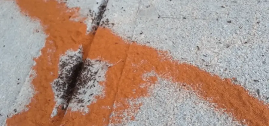 Line of ants on a sidewalk