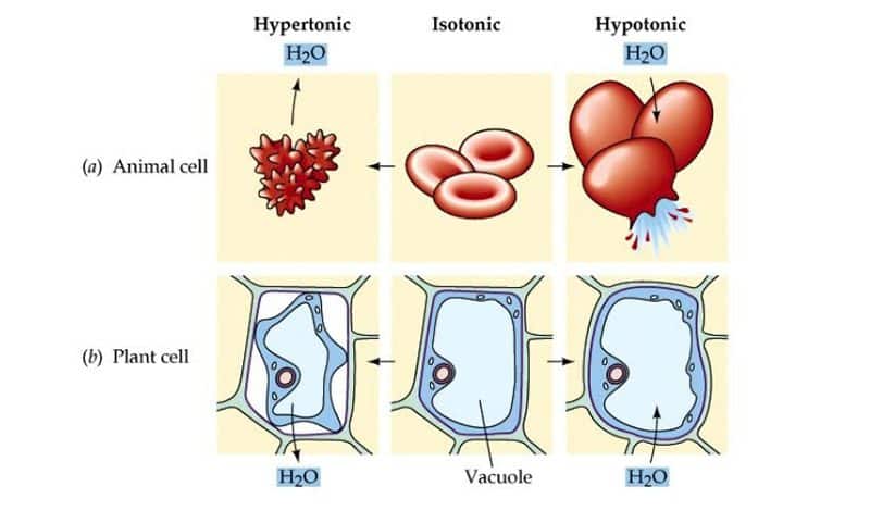 does-salt-water-really-kill-bacteria-all-or-just-some