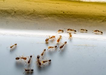 16 DIY Ant Killer Recipes That Actually Work & Are Safe