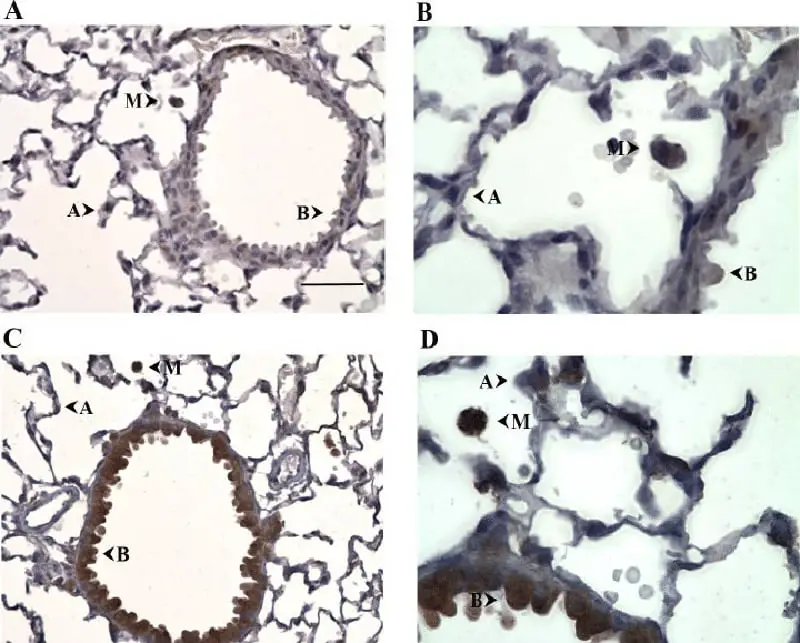 BHT-Cancer-Prevention