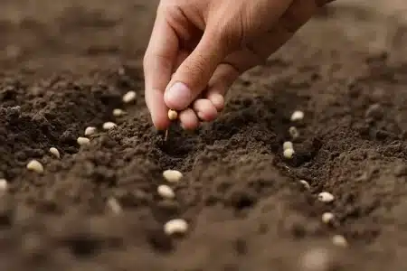 Sowing-Seeds