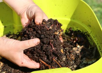 How Does Worm Farming Work? Basic Set Up, Tips, & More