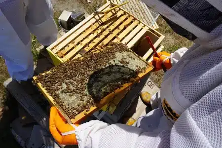 How-to-Set-Up-Your-Own-Bee-Colony
