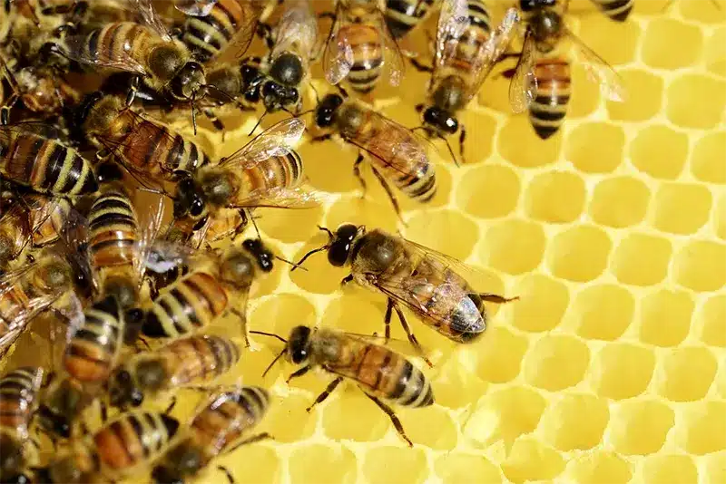 What-Beginner-Beekeepers-Should-Know-About-Bee-Colonies