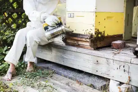 What-are-the-Rules-for-Backyard-Beekeeping