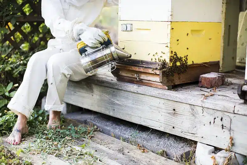 What are the rules for backyard beekeeping