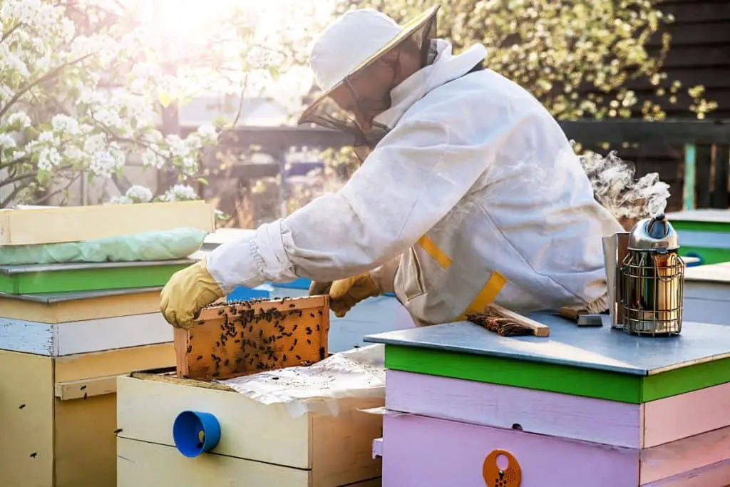 backyard beekeeping for beginners