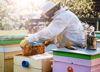 Backyard Beekeeping for Beginners | Rules, Equipment, & Tips