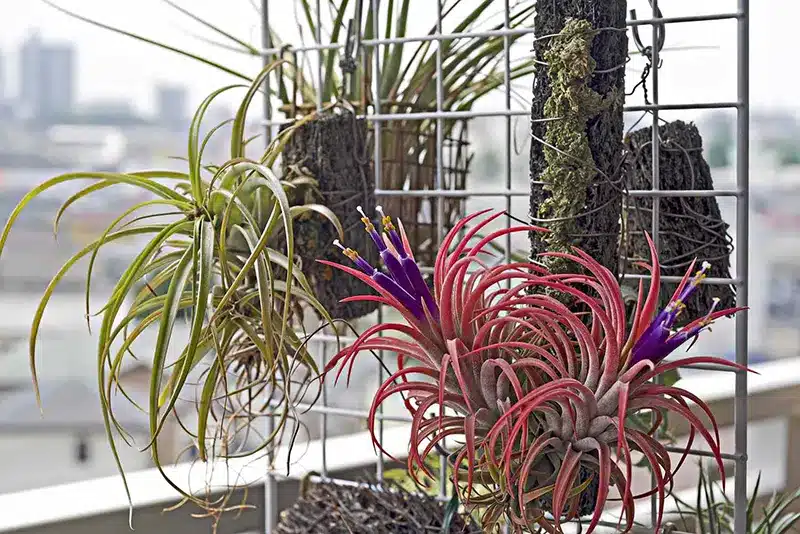 Air plants hanging on a balcony