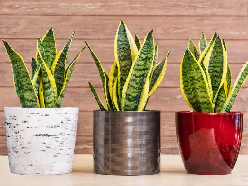 Three houseplants in pots on a table