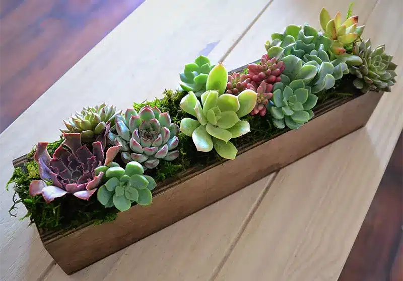 Wooden box filled with succulents and moss