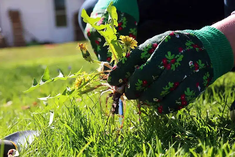 gloved hand weeding lawn