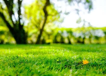 How To Get A Healthy Lawn Naturally: 10 Tips That Work