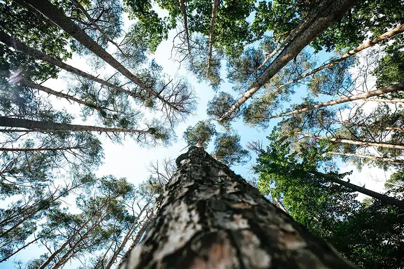 Trees in a forest