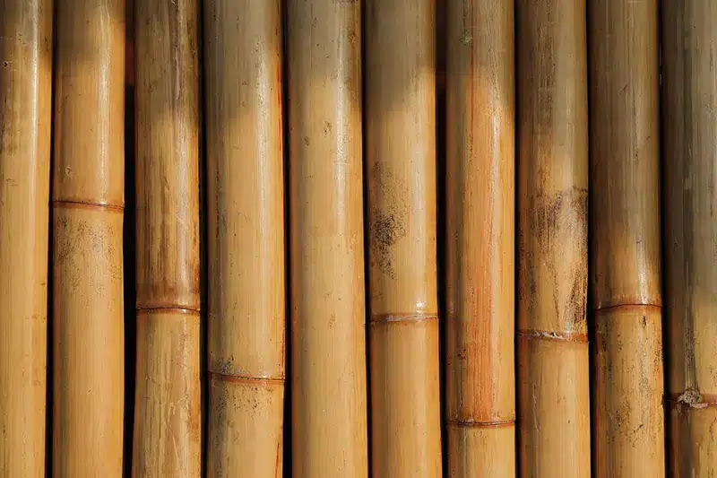 Row of bamboo poles