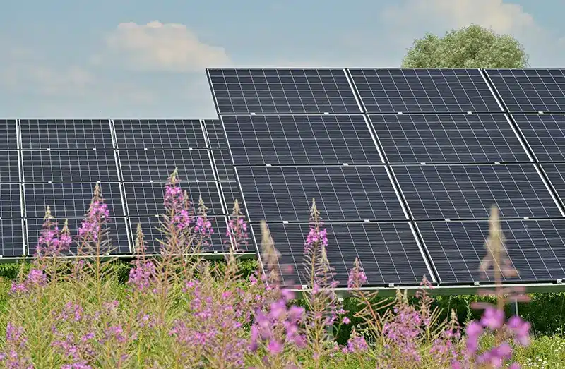 Solar panels in a field of flowers