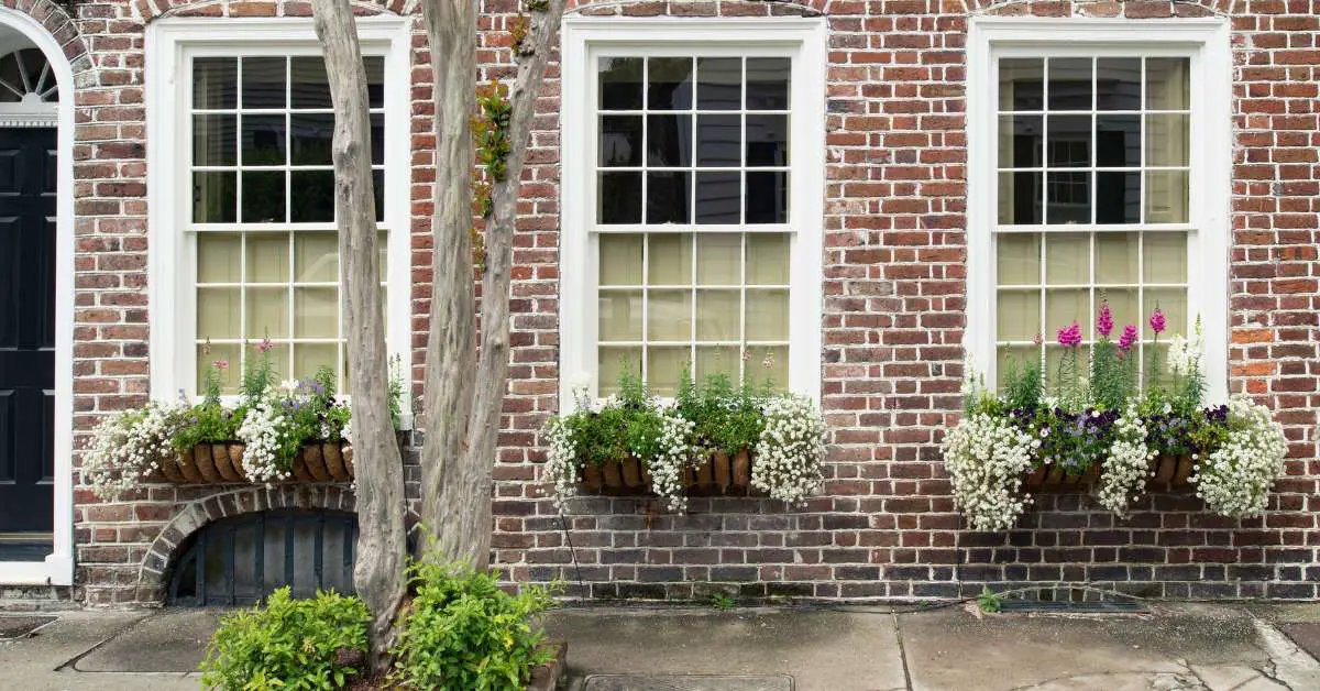 three windows of a house with shrubs under each window, and a tree between the first and second window