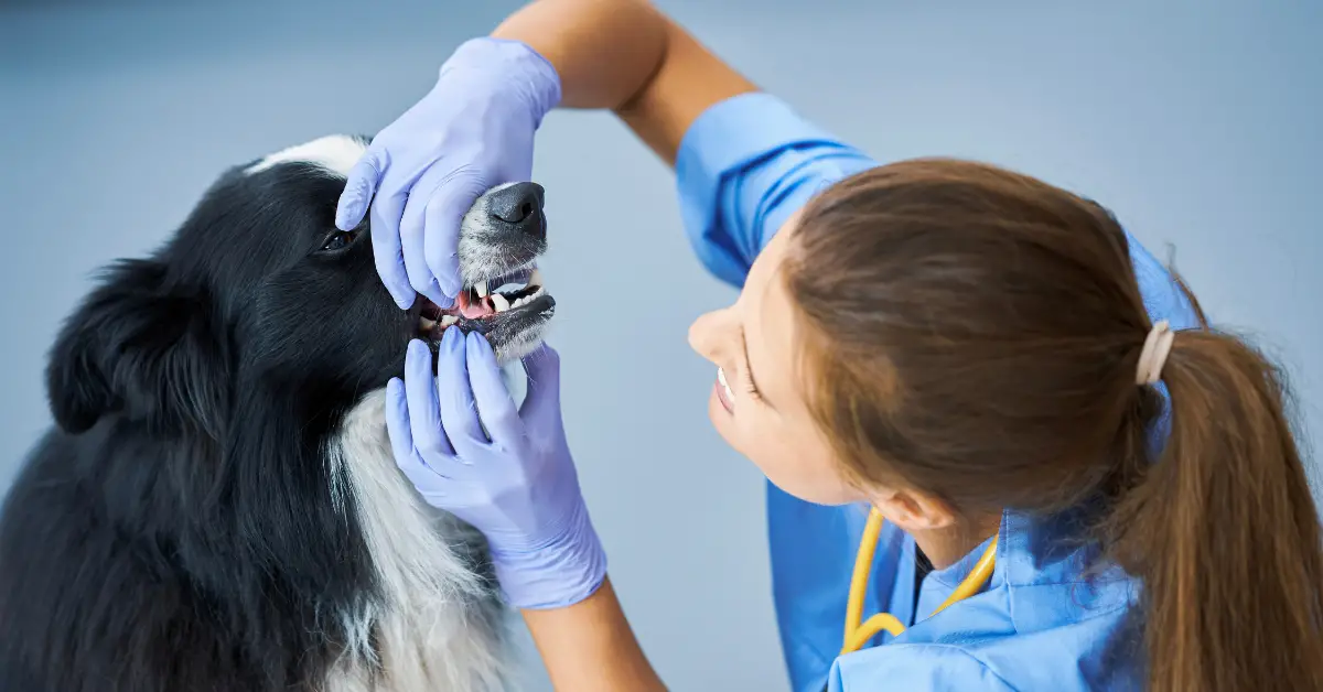 a veterinarian examining a dog's mouth