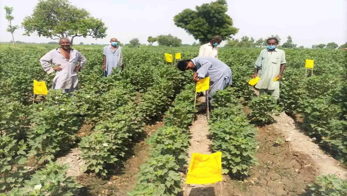Cotton farmers installing yellow sticky traps for cotton crop pests to reduce the use of synthetic pesticides in the cotton farm.