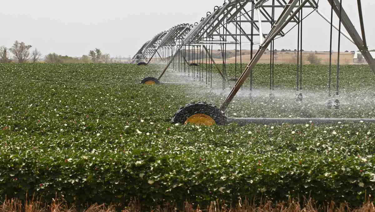 A row of sprinklers watering a cotton field.