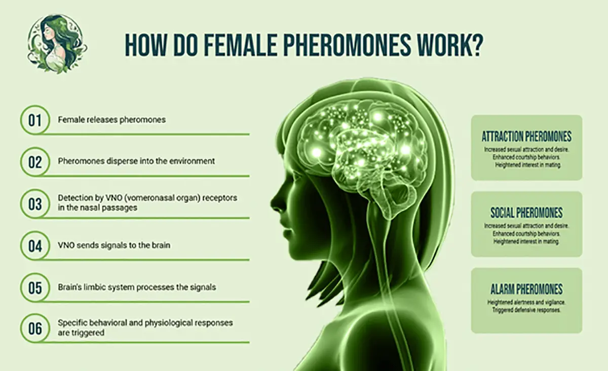 Understanding-Female-Phermones