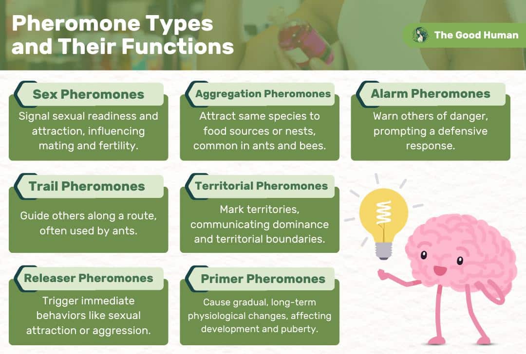 Pheromone types and their functions.