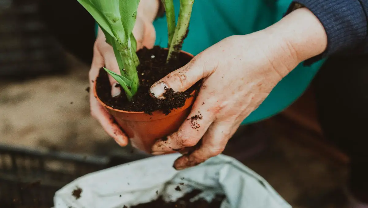 A gardener planting green plant in a pot.