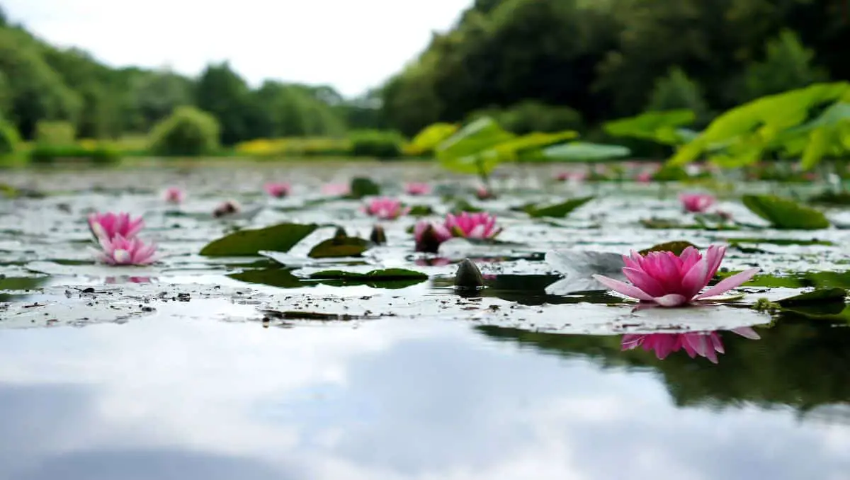 A lake with lotus flowers.