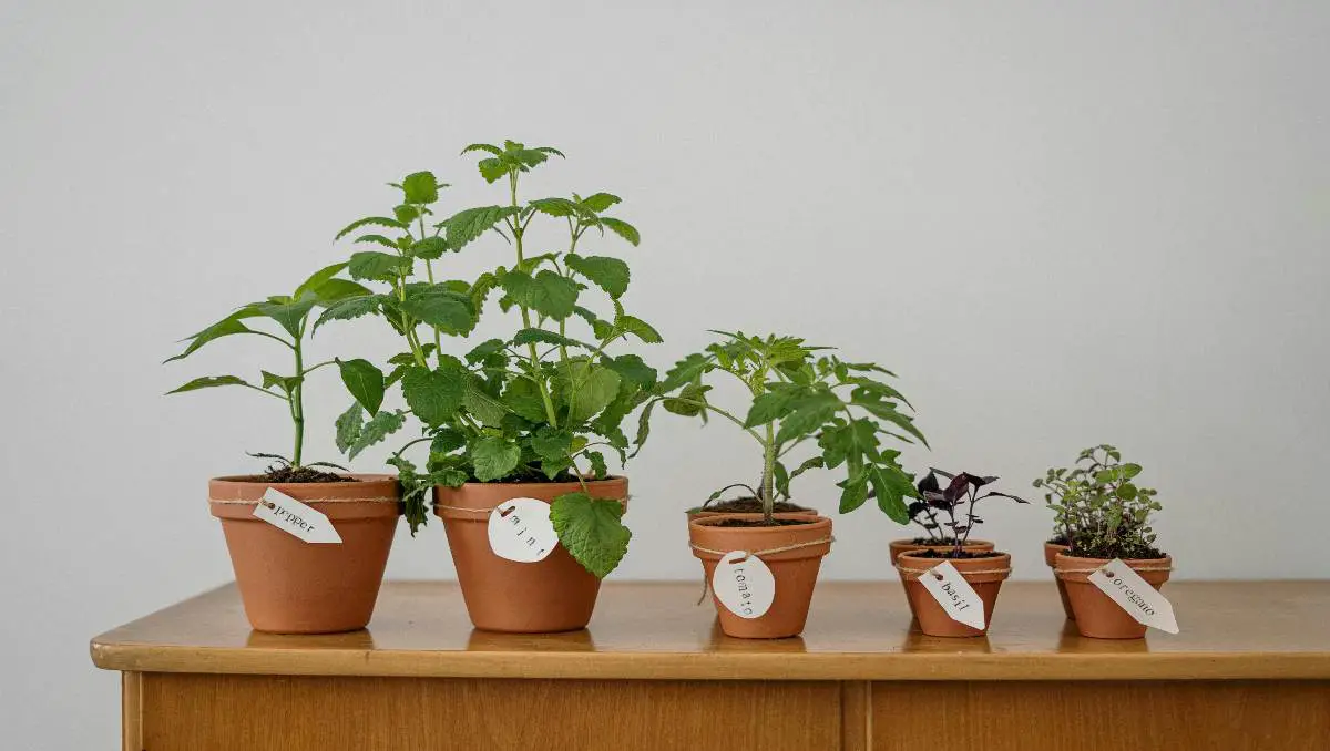 A line of plants in a pot.