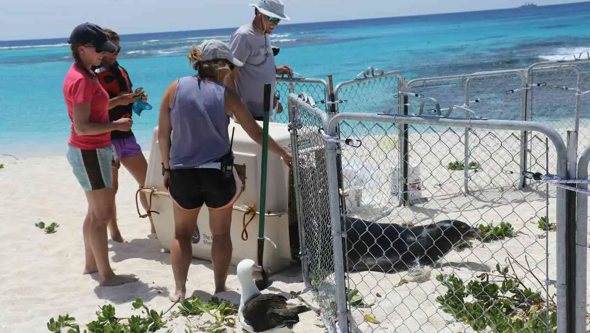 Marine biologists releasing an injured seal into a rehabilitation pen.